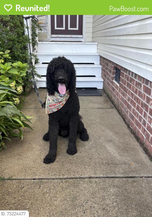Reunited Male Dog last seen Old Evans Rd, Garner, NC 27529