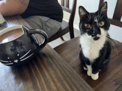 Reunited Female Cat last seen Jasmine Heights, Harris County, TX 77449