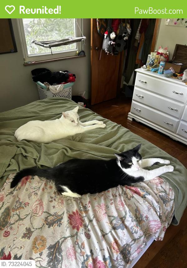 Reunited Male Cat last seen Clinton-Como Park, Columbus, OH 43202