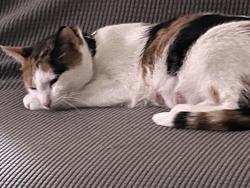 Lost Female Cat last seen Weddel and Eaton, Dearborn Heights, MI 48125