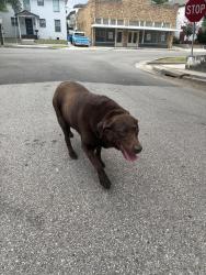 Reunited Unknown Dog last seen West gray st, Houston, TX 77019