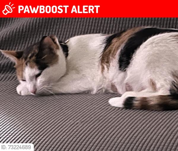 Lost Female Cat last seen Weddel and Eaton, Dearborn Heights, MI 48125