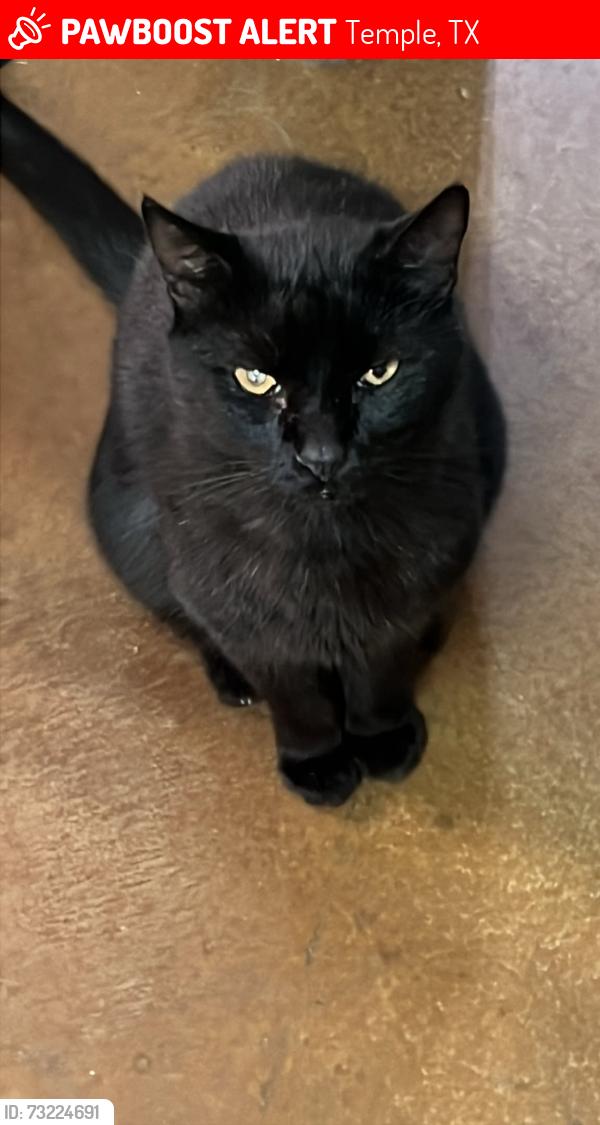 Lost Male Cat last seen Near east zenith ave, Temple, TX 76501