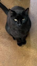 Lost Male Cat last seen Near east zenith ave, Temple, TX 76501