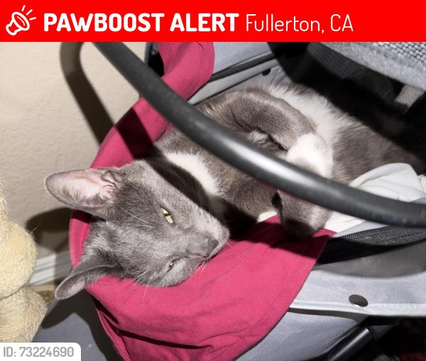 Lost Male Cat last seen Orange County cavy haven, Fullerton, CA 92832