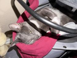 Lost Male Cat last seen Orange County cavy haven, Fullerton, CA 92832
