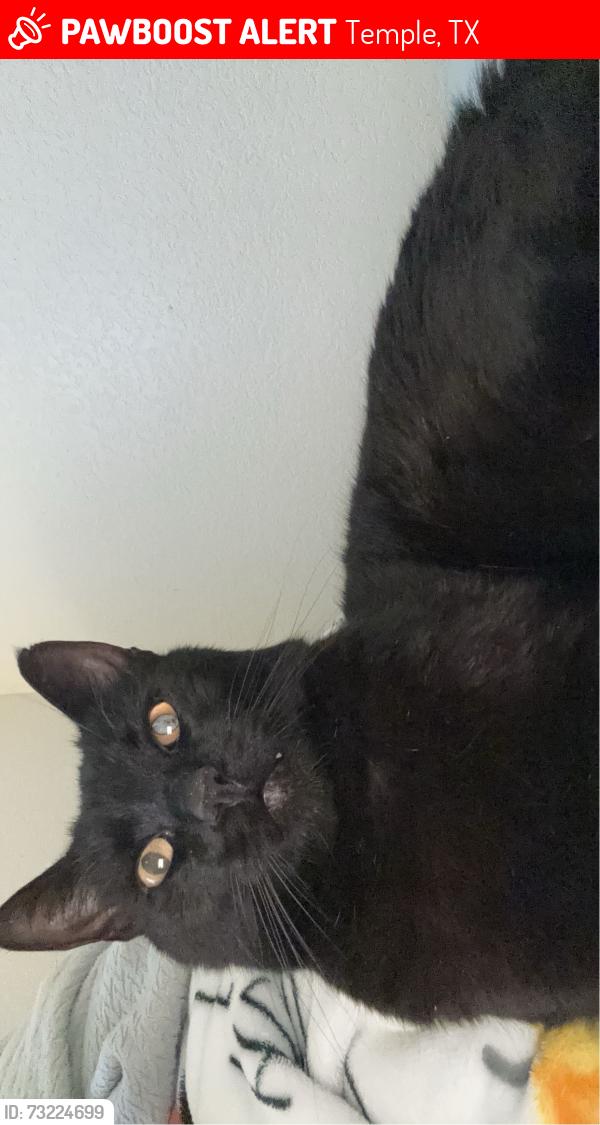 Lost Male Cat last seen Near East Zenith Avenue, Temple, TX 76501