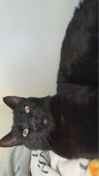 Lost Male Cat last seen Near East Zenith Avenue, Temple, TX 76501
