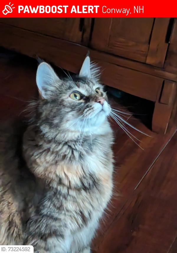 Lost Female Cat last seen Cranmore shores across from B Street, Conway, NH 03818
