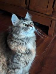 Lost Female Cat last seen Cranmore shores across from B Street, Conway, NH 03818