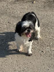 Found/Stray Unknown Dog last seen Near Phil’s restaurant, Slidell, LA 70461