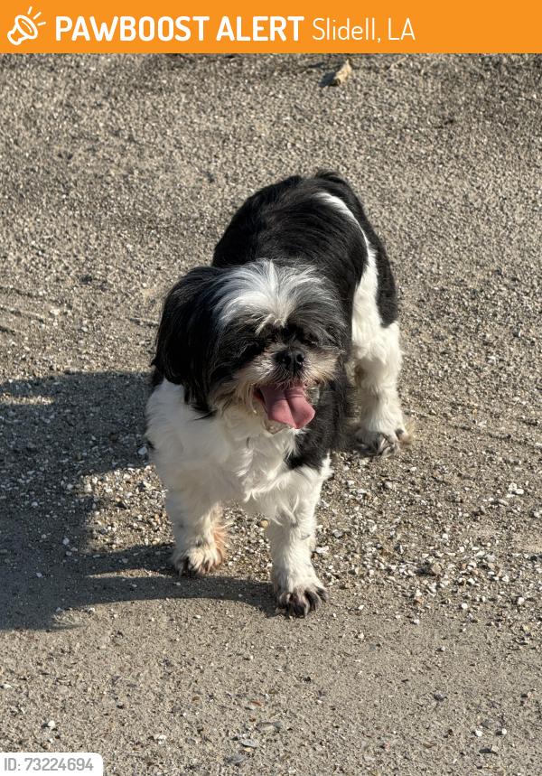 Found/Stray Unknown Dog last seen Near Phil’s restaurant, Slidell, LA 70461