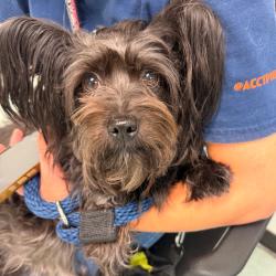 Shelter Stray Female Dog last seen , Animal Care & Control Team of Philly, 111 W Hunting Park Ave, Philadelphia, PA 19140, USA