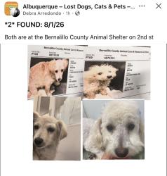 Found/Stray Unknown Dog last seen Near Second St SW Albuquerque, NM 87105 United States, Albuquerque, NM 87102