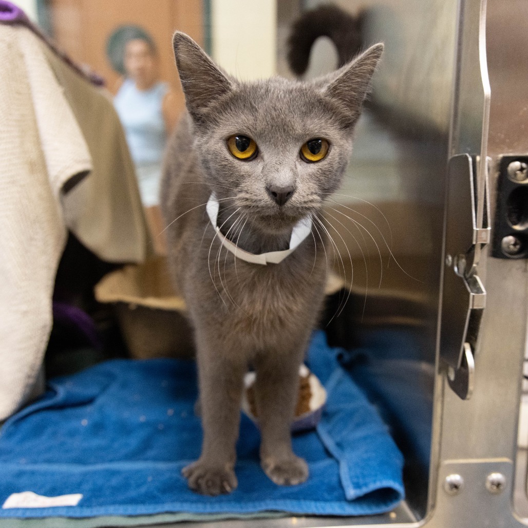 Shelter Stray Female Cat last seen , 361 S Raymond Ave, Pasadena, CA 91105, USA