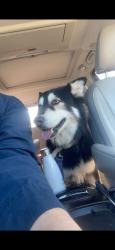 Reunited Male Dog last seen Near Chulie Dr, San Antonio, TX 78216, USA, San Antonio, TX 78216