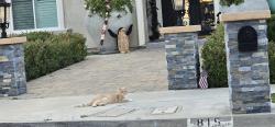 Lost Male Cat last seen Near mellow ln simi ca 93065, Simi Valley, CA 93065
