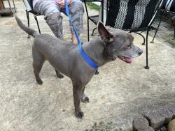 Found/Stray Male Dog last seen Near Leacrest Lane, Middle Valley, TN 37343