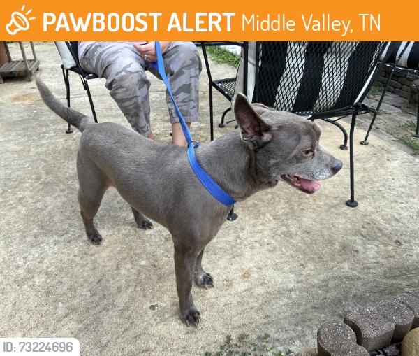 Found/Stray Male Dog last seen Near Leacrest Lane, Middle Valley, TN 37343