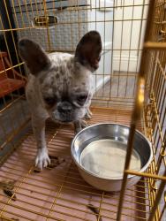 Found/Stray Female Dog last seen Pershing ave, Stockton, CA 95202