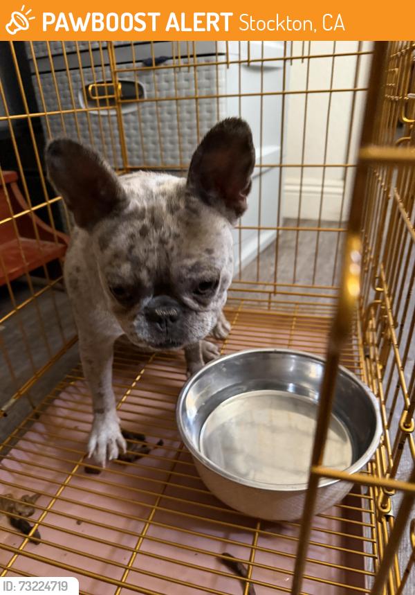 Found/Stray Female Dog last seen Pershing ave, Stockton, CA 95202