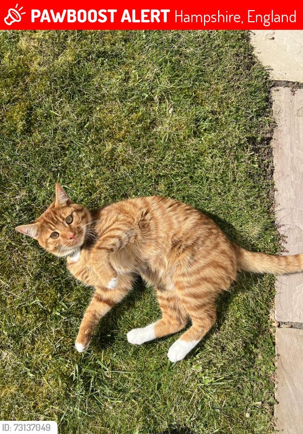 Lost Male Cat last seen Fareham, Hampshire, England 