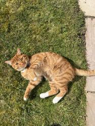 Lost Male Cat last seen Fareham, Hampshire, England 