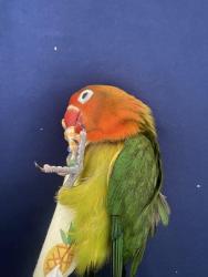 Lost Unknown Bird last seen Shirly, West Midlands, England B14 6DT