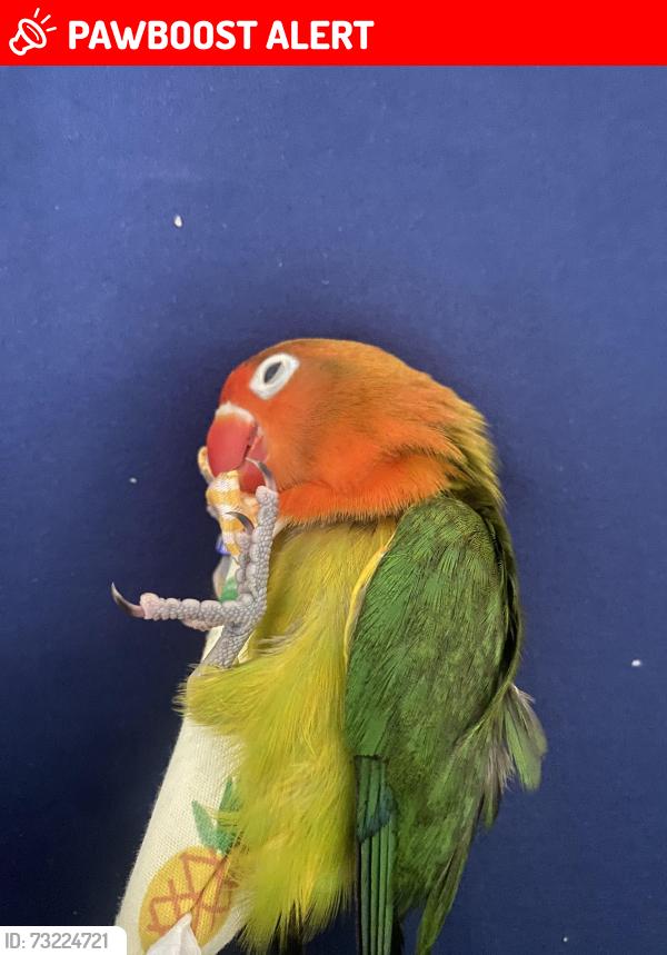 Lost Unknown Bird last seen Shirly, West Midlands, England B14 6DT