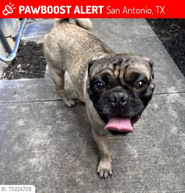 Lost Male Dog last seen Mesa creek, San Antonio, TX 78245