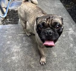 Lost Male Dog last seen Mesa creek, San Antonio, TX 78245