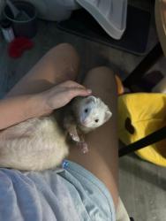 Lost Female Ferret last seen Stallion hotel in Los Angelas, Los Angeles, CA 90012