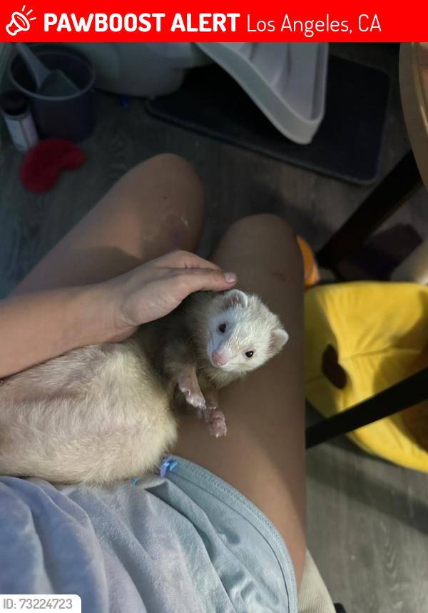 Lost Female Ferret last seen Stallion hotel in Los Angelas, Los Angeles, CA 90012