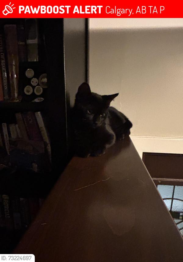 Lost Male Cat last seen Dalhurst way, Calgary, AB T3A 1P1