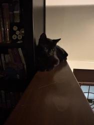 Lost Male Cat last seen Dalhurst way, Calgary, AB T3A 1P1