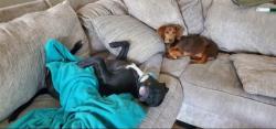 Reunited Female Dog last seen Dock Murphy Dr & County Line Rd, Madison, AL, Madison, AL 35758