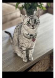 Reunited Male Cat last seen Near magnolia ridge dr. In the neighborhood called The Ridges., Weston, FL 33331