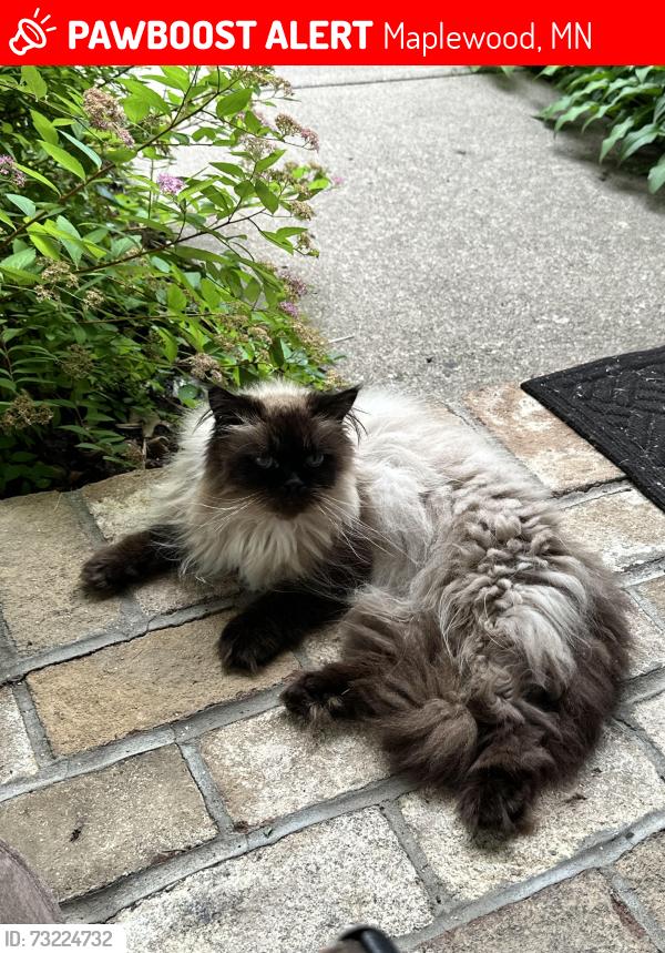 Lost Male Cat last seen Highwood and Sterling, Maplewood, MN 55119