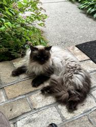 Lost Male Cat last seen Highwood and Sterling, Maplewood, MN 55119
