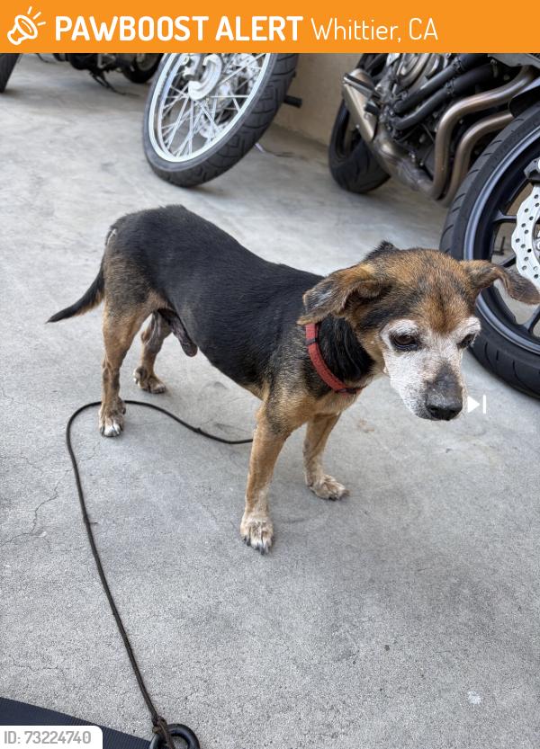 Found/Stray Male Dog last seen Beverly/workman Mill, Whittier, CA 90601