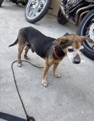 Found/Stray Male Dog last seen Beverly/workman Mill, Whittier, CA 90601