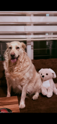 Reunited Male Dog last seen Próximo ao Terminal Cachoeira, Vila Formosa, PR 83507-000