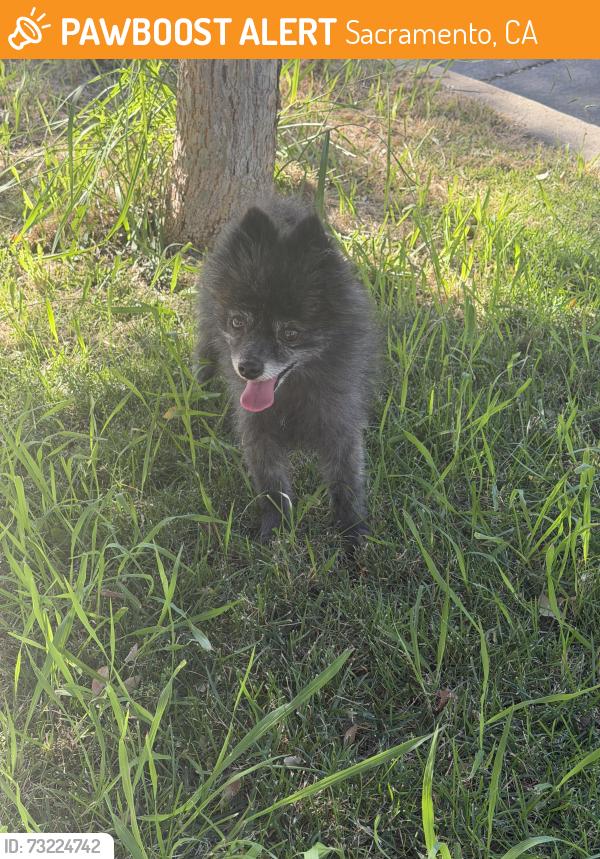 Found/Stray Male Dog last seen Diorite Way Sacramento ca, Sacramento, CA 95835