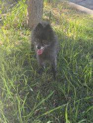 Found/Stray Male Dog last seen Diorite Way Sacramento ca, Sacramento, CA 95835