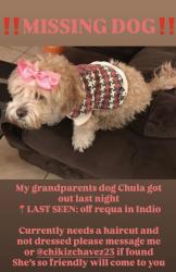 Lost Female Dog last seen Highway 111 & Requa, Indio, CA 92201