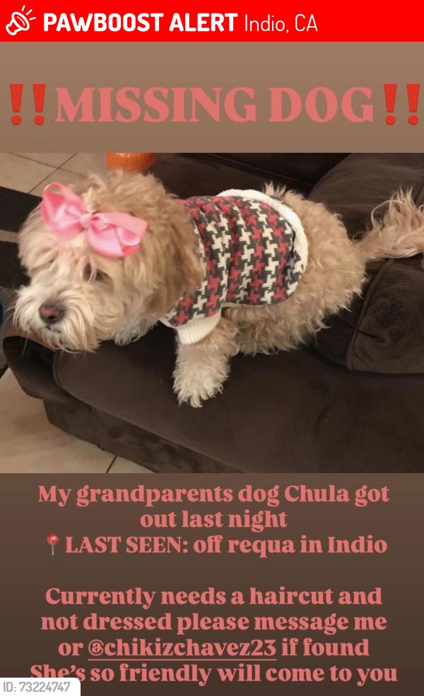 Lost Female Dog last seen Highway 111 & Requa, Indio, CA 92201