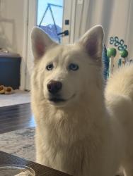 Reunited Female Dog last seen Wilmeth Rd, McKinney, TX, USA, McKinney, TX 75070