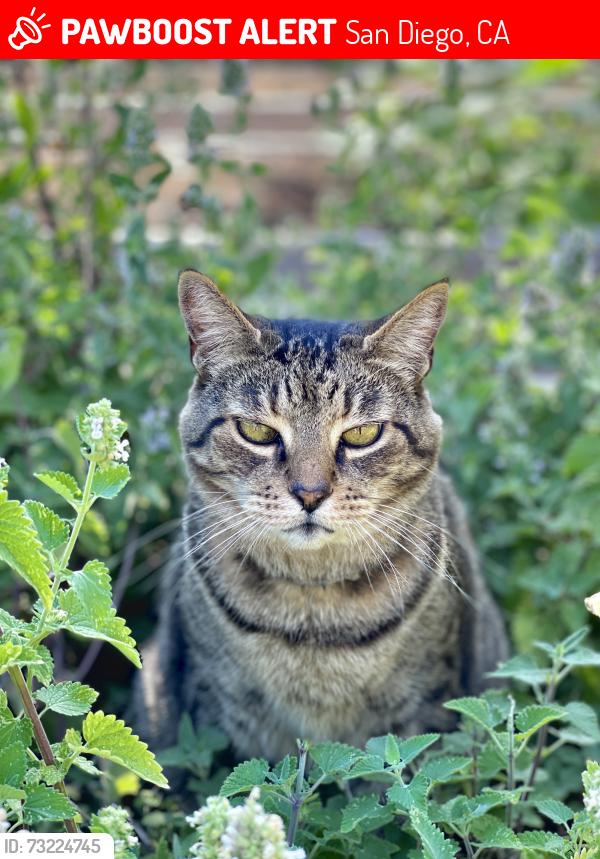 Lost Male Cat last seen Aldford Dr, San Diego, CA 92111