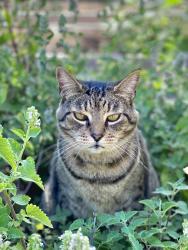 Lost Male Cat last seen Aldford Dr, San Diego, CA 92111