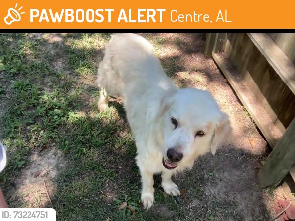 Found/Stray Male Dog last seen In woods near Cherokee Floyd hosp, Centre, AL 35960